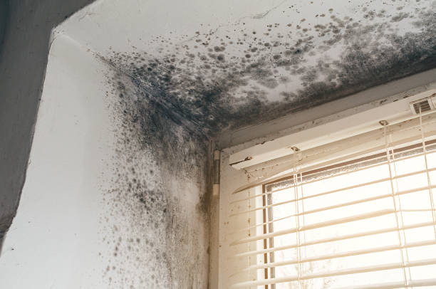 Affordable Mold Cleanup solutions in Angier, NC